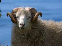 Schafbock mit gewaltigen Hörnern_Insel Suðuroy